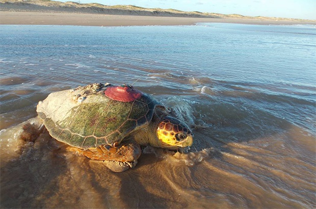 Estudo de telemetria em Sergipe instalou transmissores em 47 tartarugas marinhas